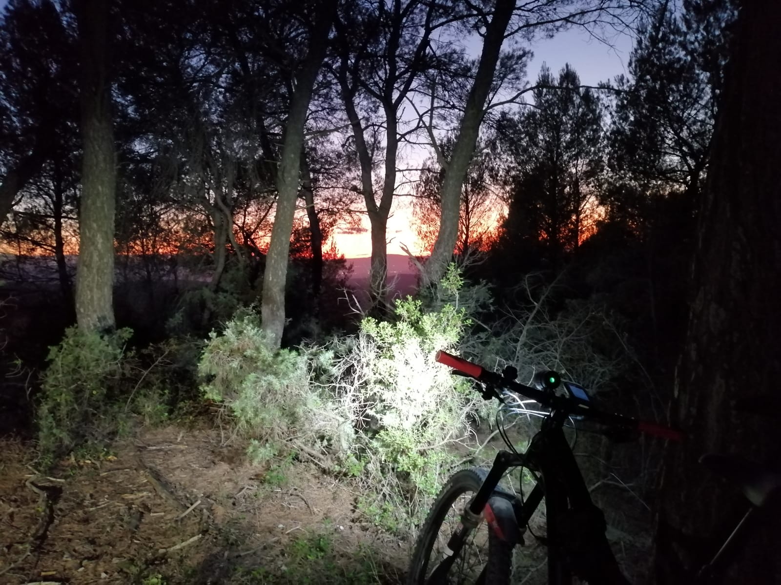 Sortie nocturne élagage 09 Octobre 2019